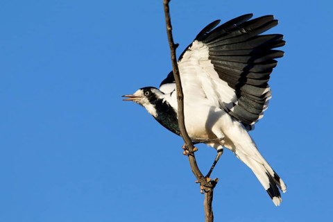 Magpie-Lark (Grallina cyanoleuca) female, New South Wales, Australia