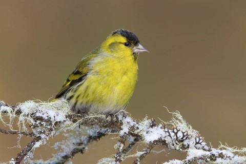 Eurasian Siskin (Spinus spinus) male, St. Gallen, Switzerland