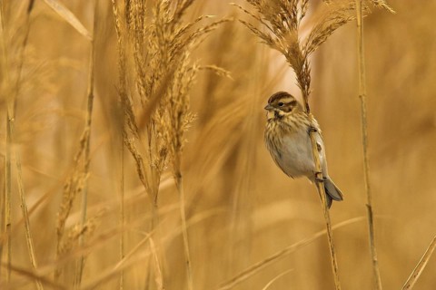 Common Reed Bunting (Emberiza schoeniclus) female, Castile-La Mancha, Spain