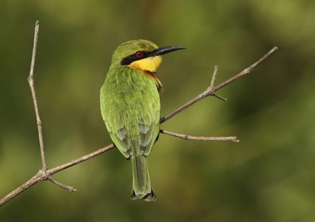 Little Bee-eater (Merops pusillus), Gambia