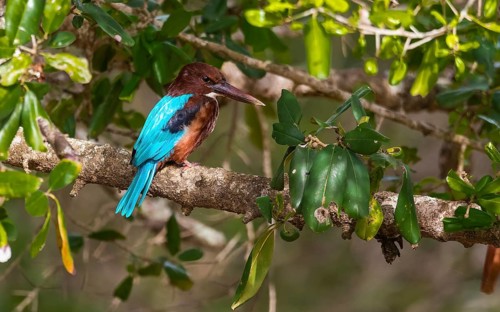 Braunliest (Halcyon smyrnensis) im Yala Nationalpark Sri Lanka