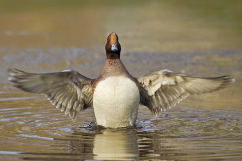 Eurasian Wigeon (Mareca penelope) male, Utrecht, Netherlands