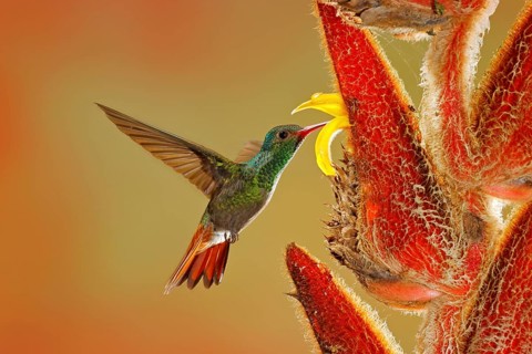 Two birds with red flower. Rufous-tailed Hummingbird, Amazilia tzacatl, bird flying next to