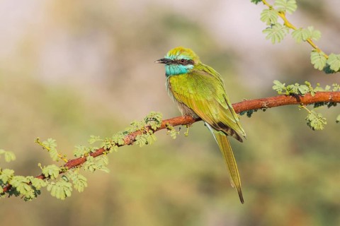 Green Bee-eater (Merops orientalis), Eilat, Israel