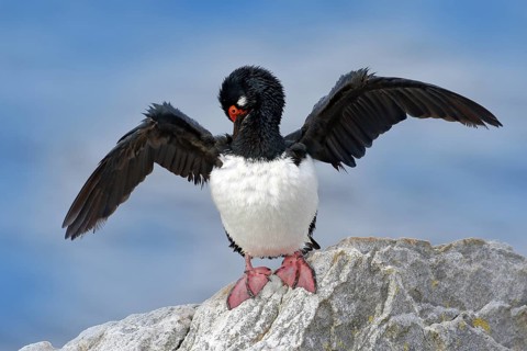 Bird cleaning plumage, open black wing, red eyes. Rock Shag, Phalacrocorax magellanicus, black and
