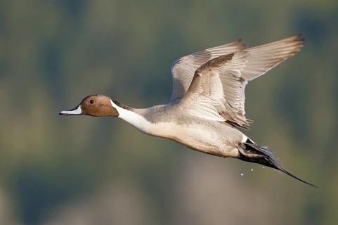 Northern Pintail (Anas acuta) male flying, British Columbia, Canada