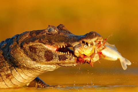 Yacare Caiman, crocodile with fish in with open muzzle with big teeth, Pantanal, Brazil. Detail