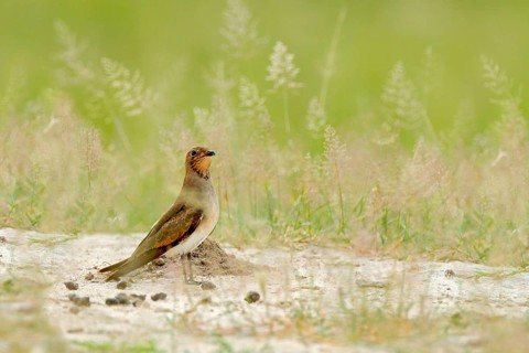 Collared red-winged pratincole, Glareola pratincola, bird sitting in the sand grass, Moremi,