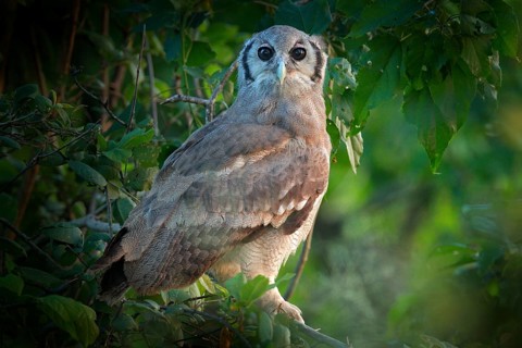 Verreaux's Eagle Owl. Rare African owl in the nature habitat in Okawango delta, Moremi Botswana.