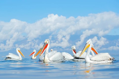 Dalmatian pelican, Pelecanus crispus, in Lake Kerkini, Greece. Palican with open wing, hunting