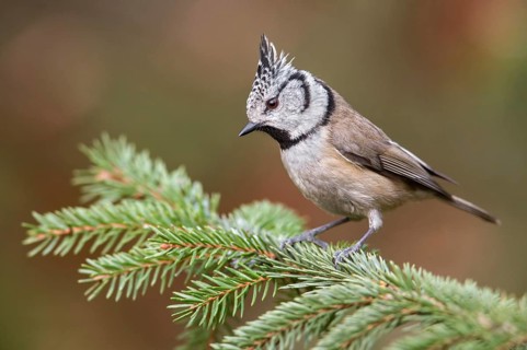 European Crested Tit (Lophophanes cristatus) perched on a spruce branch, Poland