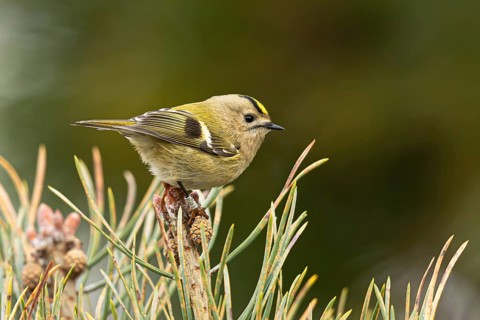 Goldcrest (Regulus regulus), Oeland, Sweden