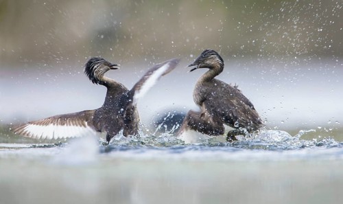 Hoary-headed Grebe (Poliocephalus poliocephalus) fighting, Victoria, Australia