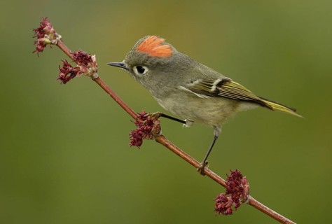 Ruby-crowned Kinglet (Regulus calendula), Texas, USA