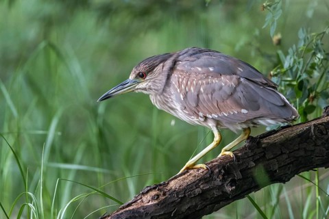 Black-crowned Night Heron (Nycticorax nycticorax) juvenile perched on a log, Subotica, Serbia