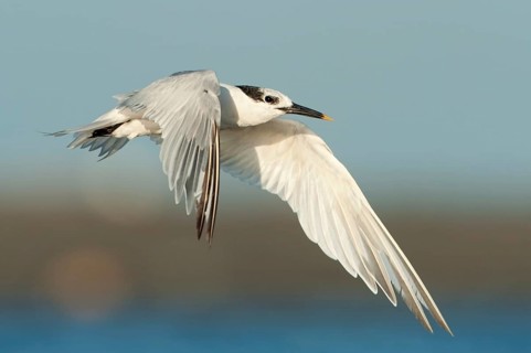 Sandwich Tern (Thalasseus sandvicensis) flying, Texas, USA