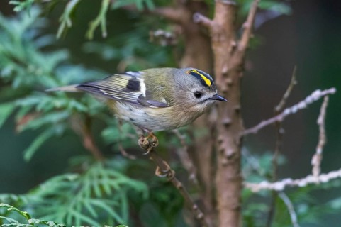 Goldcrest (Regulus regulus), Mecklenburg-Western Pomerania, Germany