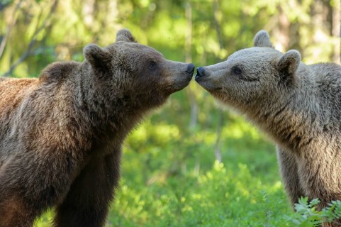 Eurasian Brown Bear (Ursus arctos) two cubs sniffing and kissing each other in forest, Finland