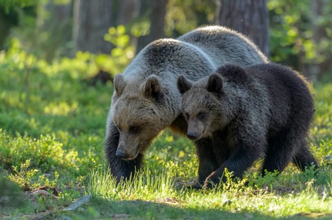 Eurasian Brown Bear (Ursus arctos) mother with cub in forest, Finland