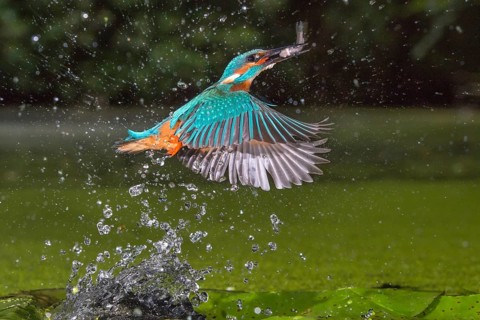 Common Kingfisher (Alcedo atthis) male fishing, Lower Saxony, Germany