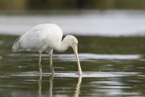 Yellow-billed Spoonbill (Platalea flavipes), Victoria, Australia