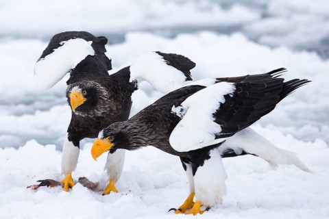 Steller's Sea Eagle (Haliaeetus pelagicus) on snow, Hokkaido, Japan
