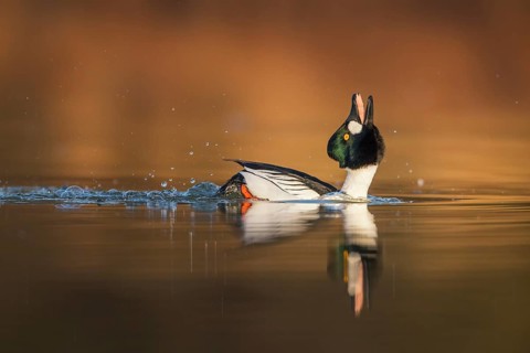 Common Goldeneye (Bucephala clangula) male displaying, Saxony-Anhalt, Germany