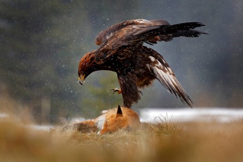 Golden Eagle feeding on kill Red Fox in the forest during rain and snowfall. Bird behaviour in the