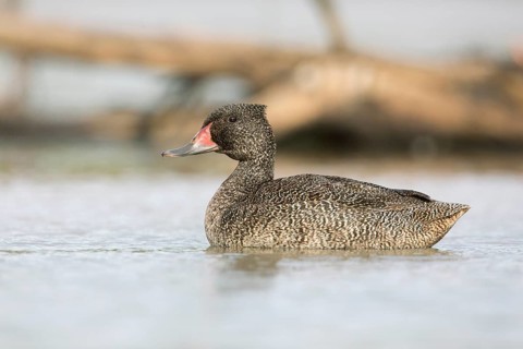 Freckled Duck (Stictonetta naevosa) male, Victoria, Australia
