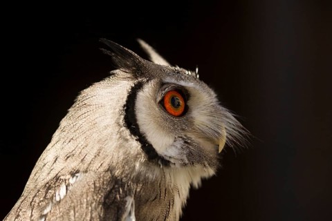 Southern White-faced Owl (Ptilopsis granti) captive, Germany