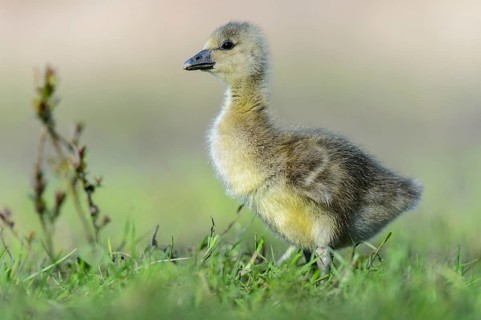 Greylag Goose (Anser anser) chick, Lower Saxony, Germany