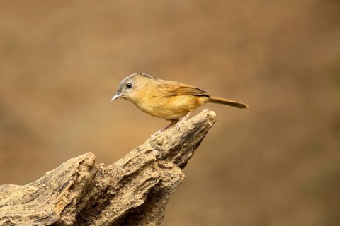 Brown-cheeked Fulvetta (Alcippe poioicephala), Yunnan, China