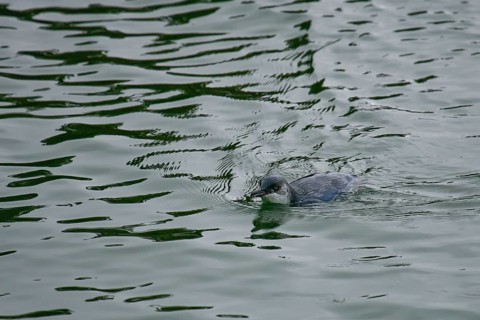 Little Penguin (Eudyptula minor), Stewart Island, New Zealand