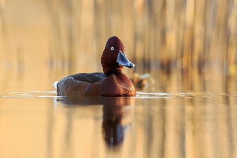 Ferruginous Duck (Aythya nyroca) male, Krk, Croatia