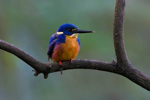 Azure Kingfisher (Ceyx azureus) perched on a branch, Victoria, Australia