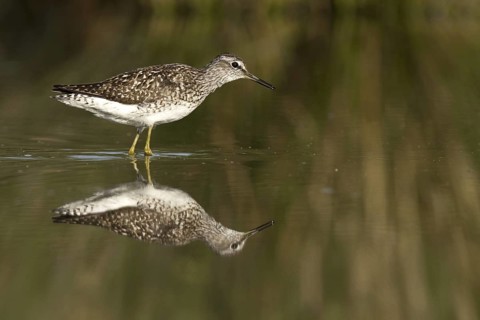 Wood Sandpiper (Tringa glareola), Castile-La Mancha, Spain