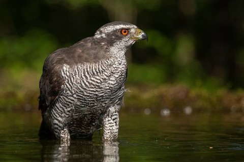 Northern Goshawk (Accipiter gentilis) at a waterhole, Subotica, Serbia