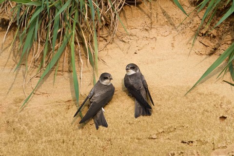 Sand Martin (Riparia riparia), North Rhine-Westphalia, Germany