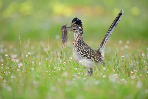 Greater Roadrunner (Geococcyx californianus) with mouse prey in its beak, Texas, USA