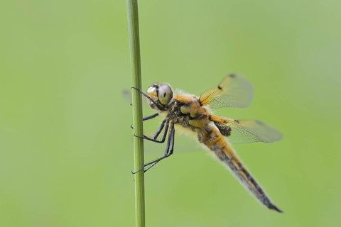 Four-spotted dragonfly (Libellula quadrimaculata), female, North Rhine-Westphalia, Germany