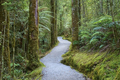 A narrow, moss-lined path winds through a dense forest of ferns and tall trees, summer, Lake