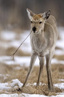 Hokkaido sika deer (Cervus nippon yesoensis), in the forest, in the snow, Tsurui, Akan district,