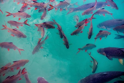 School of fish, Cheow Lan Lake, Khao Sok National Park, Phang Nga, Surat Thani, Thailand