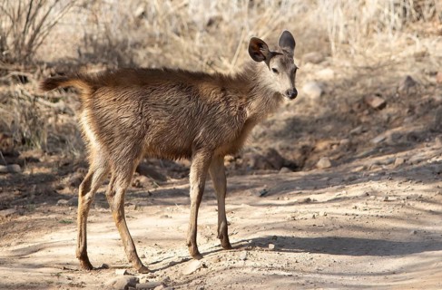 Sambar or sambar deer or horse deer (Cervus unicolor or Rusa unicolor) young animal on a sandy
