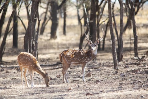 Axis deer or chitals (Axis axis) in the dry forest, Ranthambore National Park, Rajasthan, India