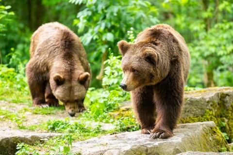 Brown bears (Ursus arctos) standing on a rock, Bavaria, Germany
