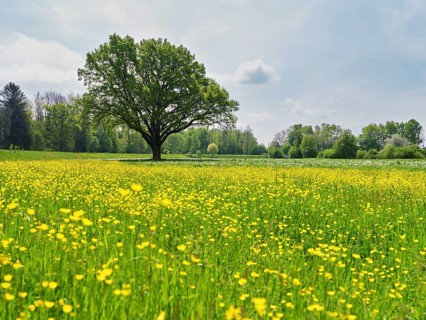 English oak (Quercus robur), in meadow of flowering buttercup, Freiamt, Canton Aargau, Switzerland