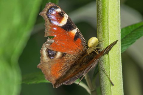 A peacock butterfly (Inachis io) with damaged wings being sucked out by a Goldenrod crab spider
