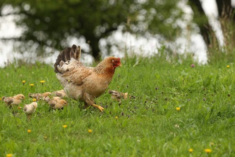 Domestic chicken with a few days old young ones looking for food in a meadow, free-range, organic