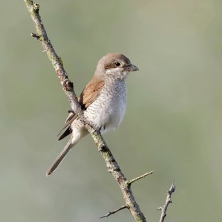 Red-backed shrike (Lanius collurio), adult female, sitting calmly and relaxed on a thorny branch in